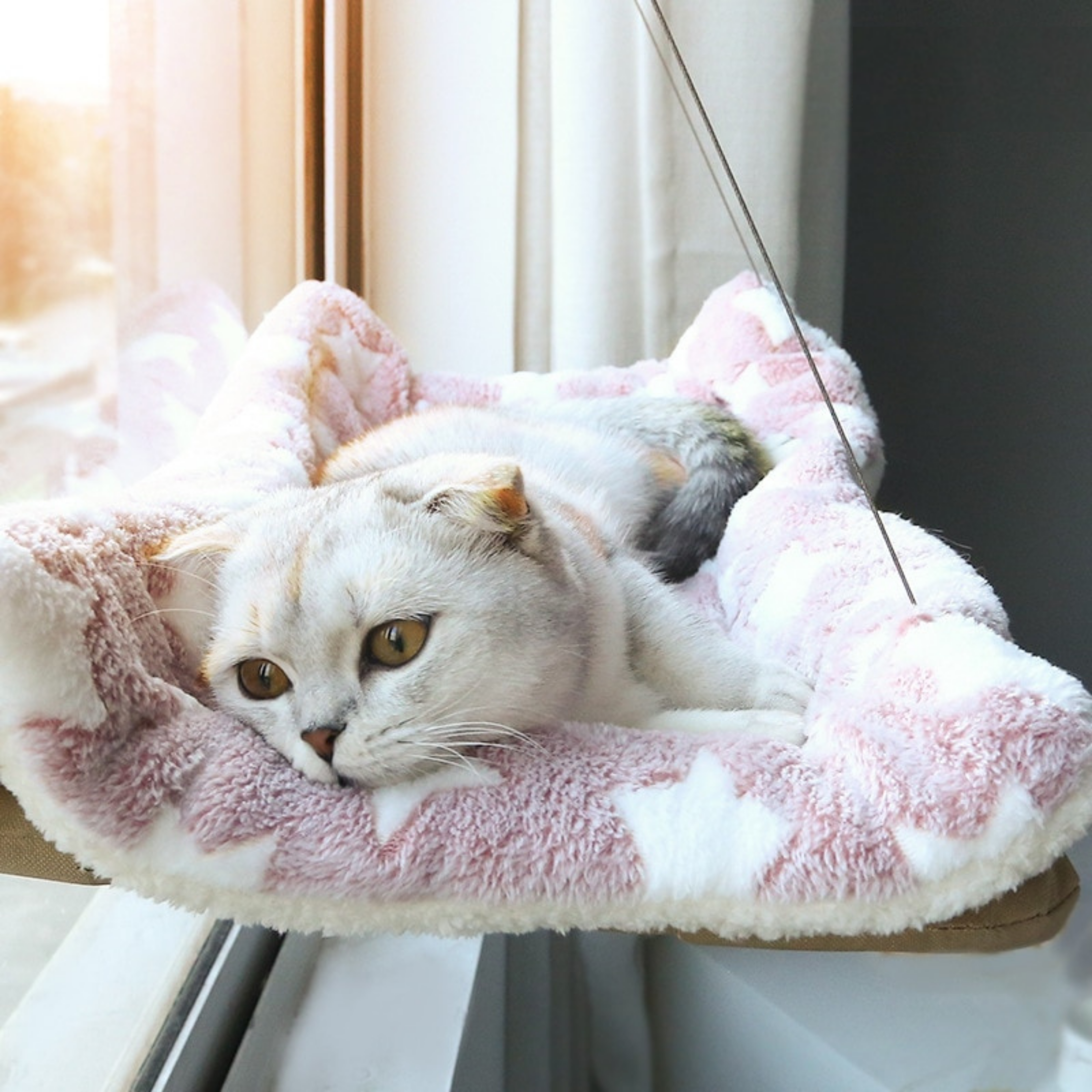 Cat Relaxing Hammock