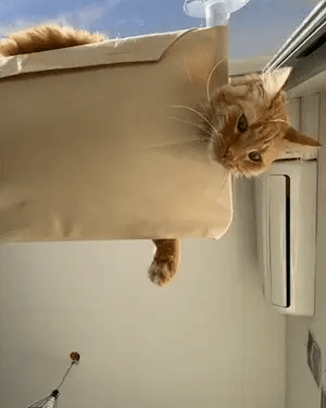 Cat_Window_Hammock_GIF_no_caption_1_AdobeExpress_0cb7fdf5-7bc9-4210-b56f-db123e36515a