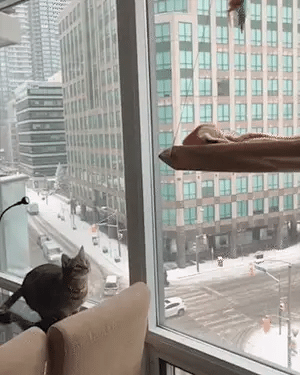 Cat_Window_Hammock_GIF_no_caption_4_AdobeExpress