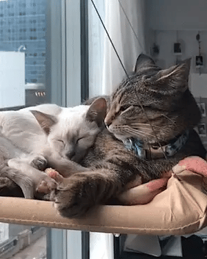 Cat_Window_Hammock_GIF_no_caption_5_AdobeExpress